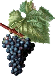 Grappolo d'uva - Vinacciolo
