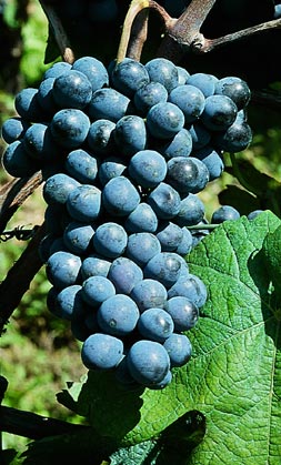 Barbera DOCG