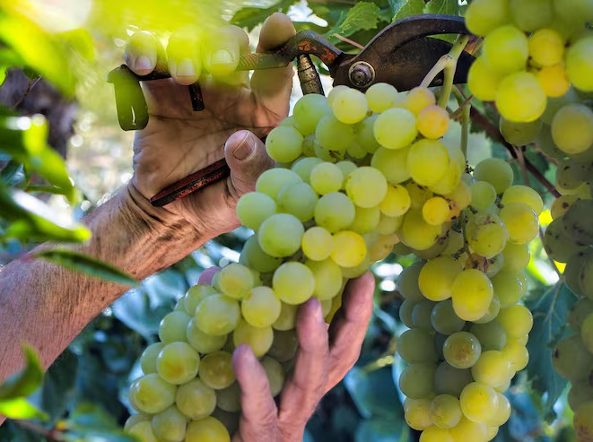 Vendemmia 2023